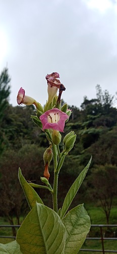 Tobacco flower