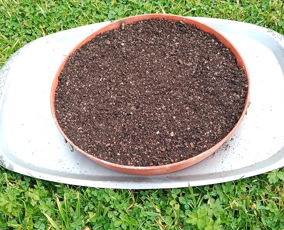 Seed Tray