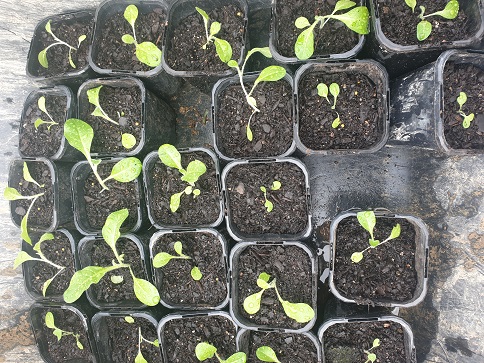 Seedlings