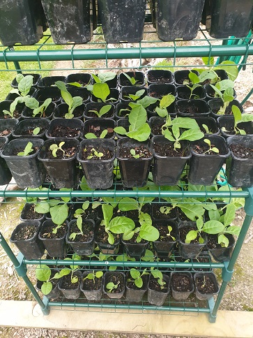 Transplant Pots