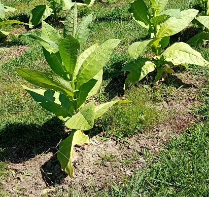 Ripe Leaves